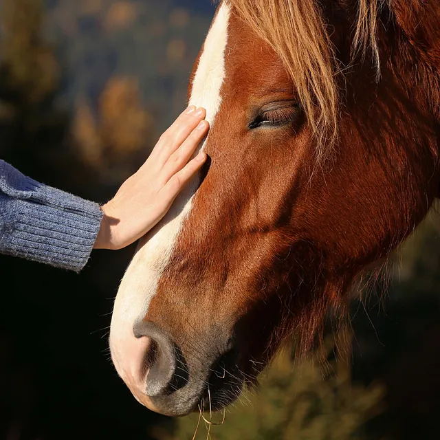 Person legt Hand auf Pferdekopf, warmes Licht